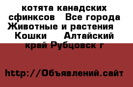 котята канадских сфинксов - Все города Животные и растения » Кошки   . Алтайский край,Рубцовск г.